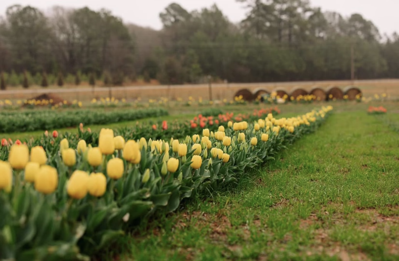 Tulip Field